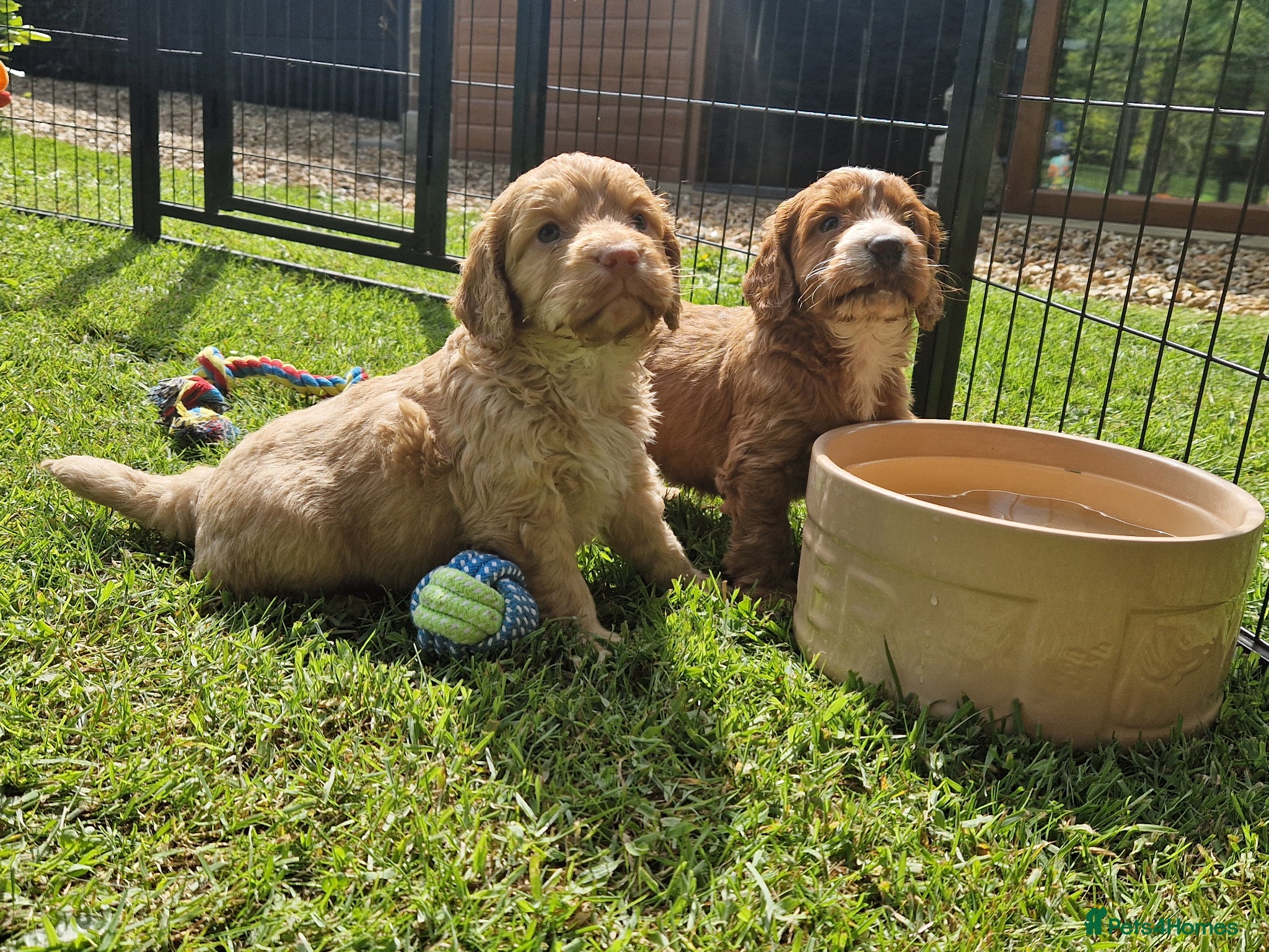 Cockapoo dogs STUNNING RARE COLOUR F1 TOY COCKAPOOS  - Advert 4