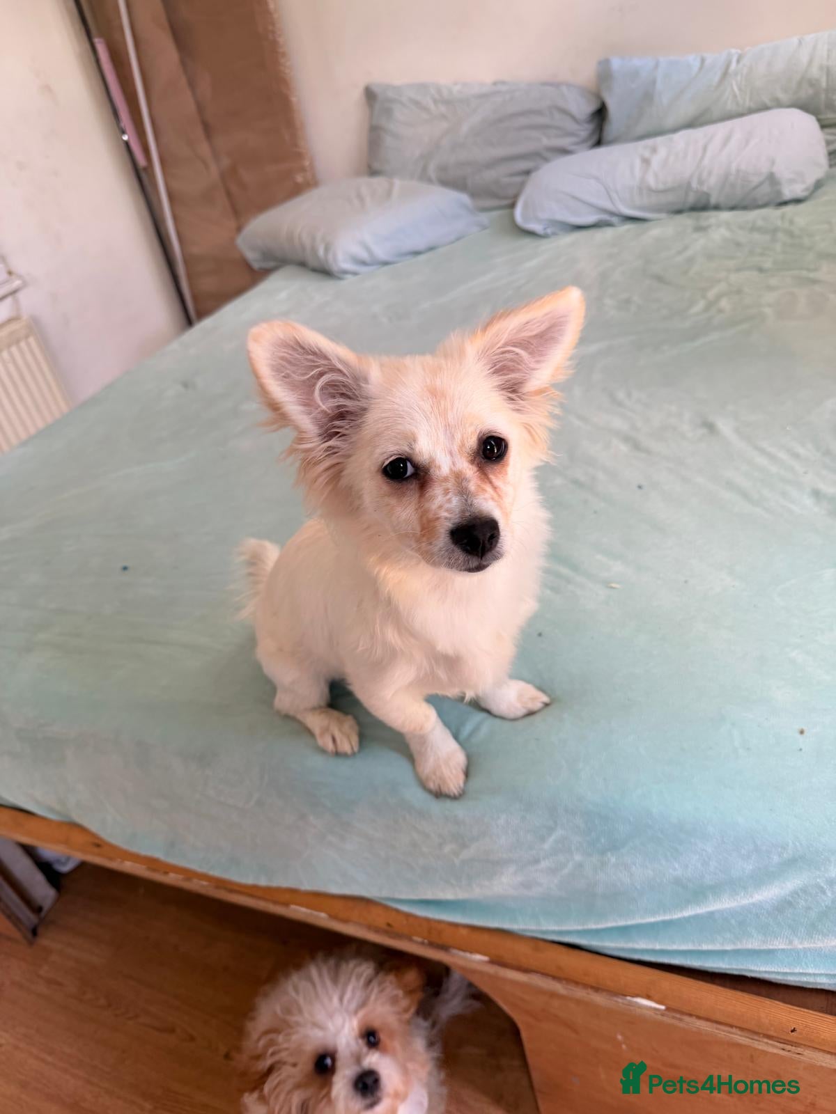 Mixed Breed dogs Beautiful maltese mix girl - Advert 3