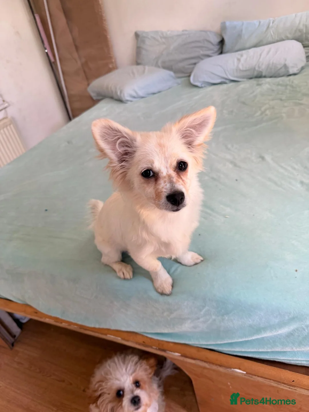 Mixed Breed dogs for sale: Beautiful maltese mix girl - Advert 1