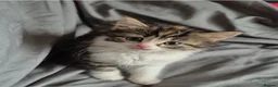 Mixed Breed cats for sale: Adorable Kittens for sale - Advert 14