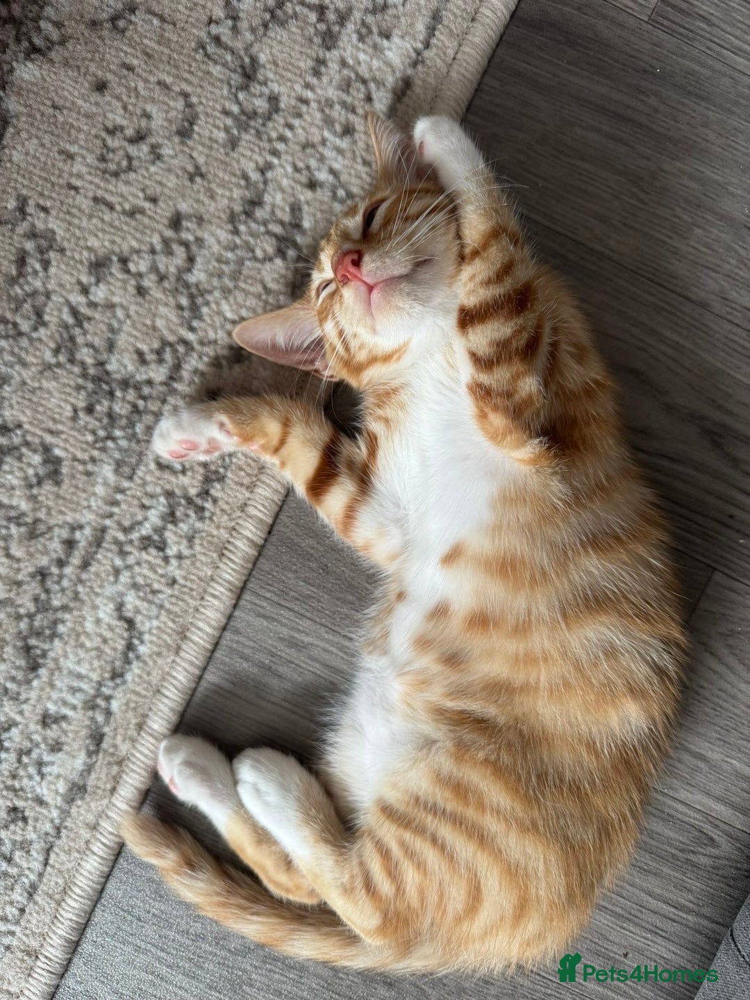 British Shorthair cats for sale: Ginny and Joey - Advert 4