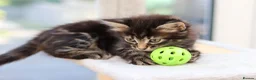Mixed Breed cats for sale: Tabby Kittens Ready SOON - Advert 17