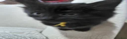 Mixed Breed cats for sale: Long haired black babies - Advert 5