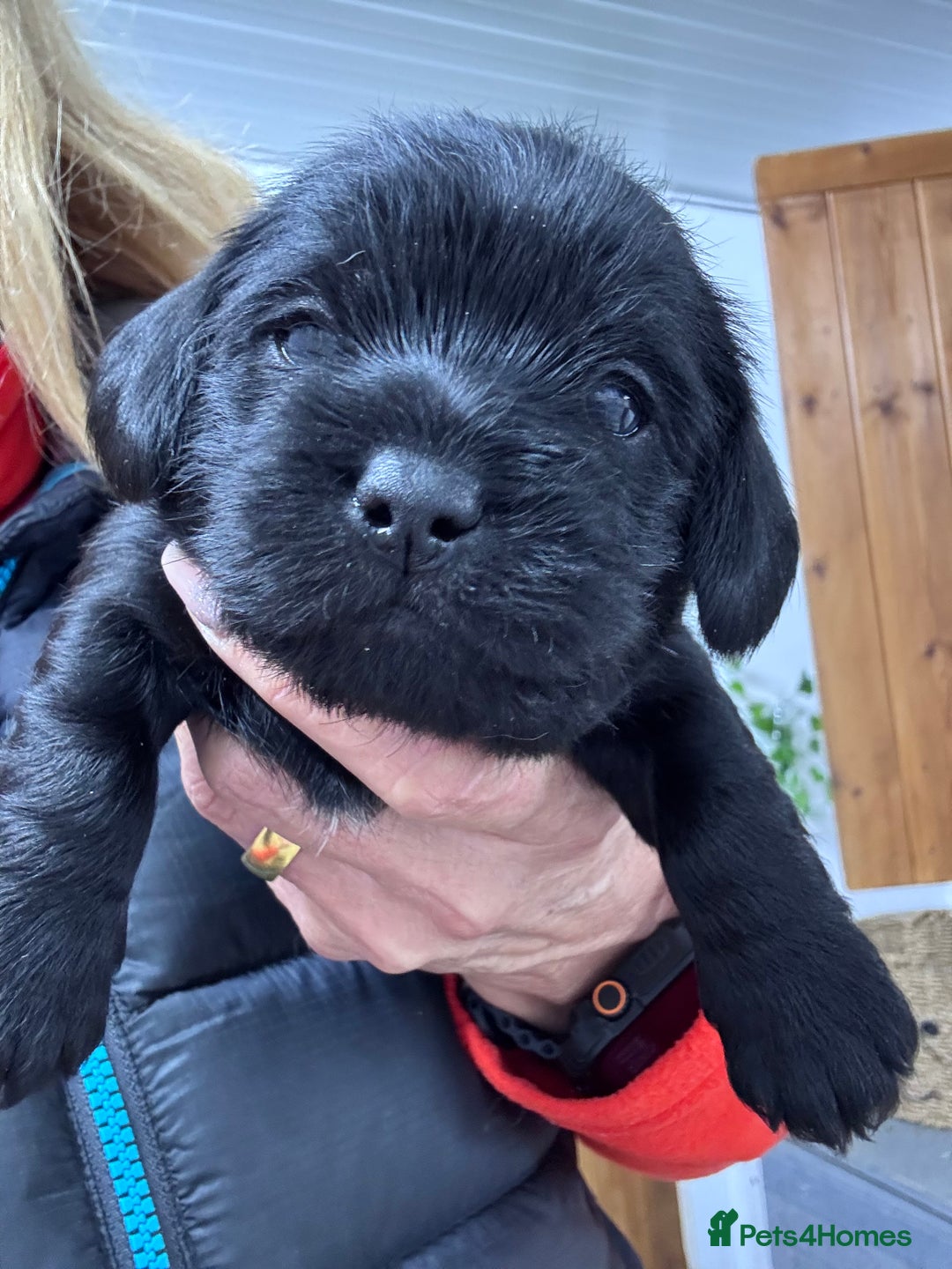 Mixed Breed dogs for sale: Schweenies  - Advert 2