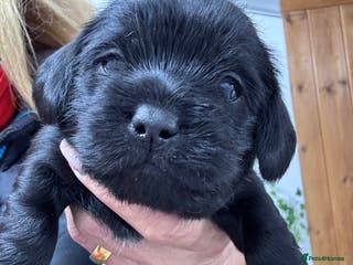 Mixed Breed dogs Schweenies - Advert 2