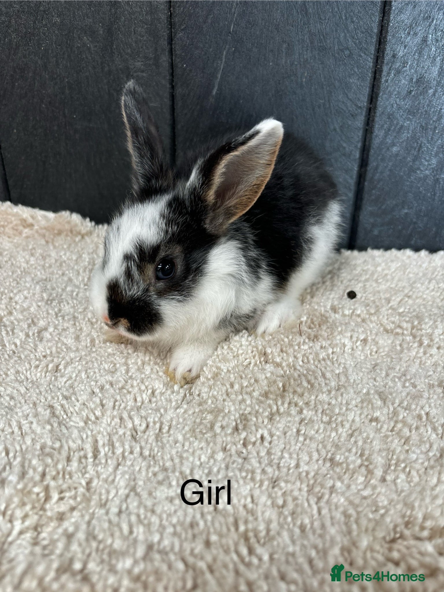 Mini Lop rabbits Stunning bunnies  - Advert 14