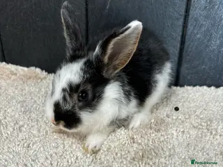 Mini Lop rabbits Stunning bunnies - Advert 11
