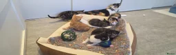 American Shorthair cats for sale: 5 Kittens in Barking - Advert 8