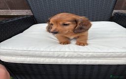 Miniature Dachshund dogs for sale: 3 stunning miniature daxies ❤️ - Image 2