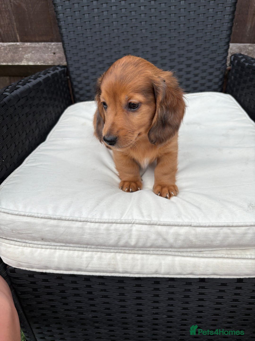 Miniature Dachshund dogs for sale: 3 stunning miniature daxies ❤️ - Image 2