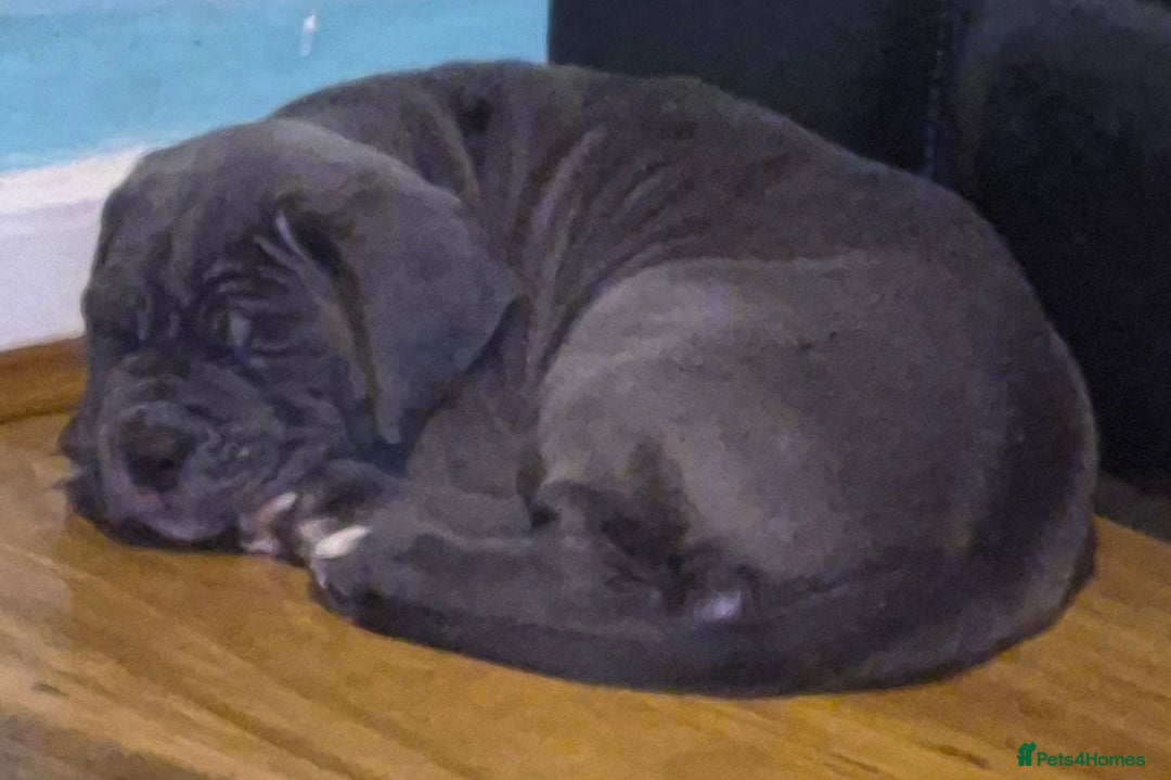 Cane Corso dogs for sale: Cute Baby Boy Cane Corso Pup - Advert 4