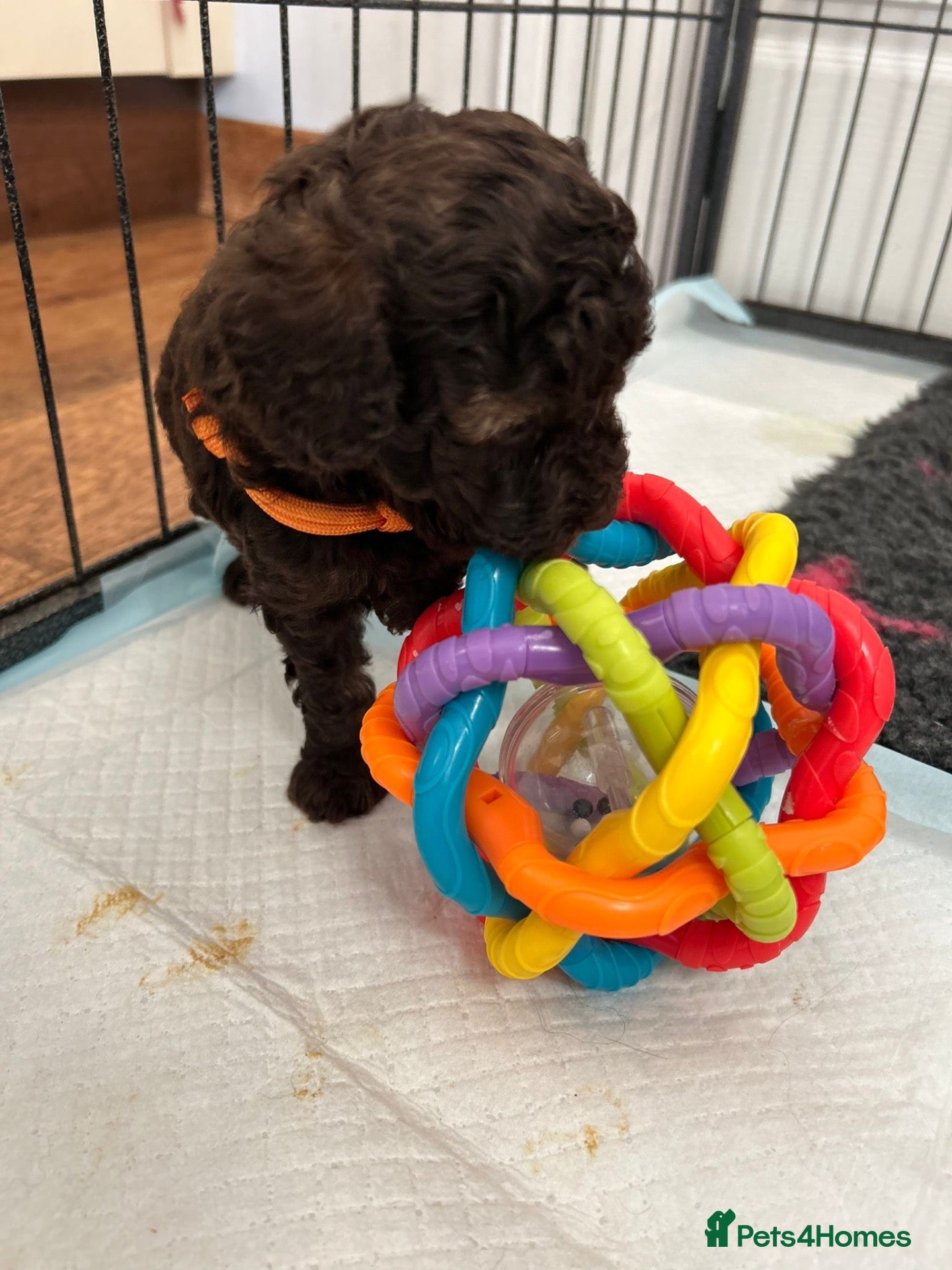 Toy Poodle dogs Chocolate Toy Poodle  - Advert 2