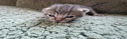 Mixed Breed cats for sale: Beautiful Kittens BSH Cross - Advert 18