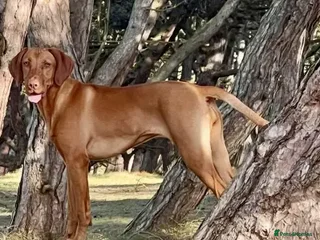 Hungarian Vizsla dogs Hungarian Vizsla Puppies - Advert 4