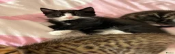 Bengal cats for sale: Kitten’s and mother are ready for there homes - Advert 13