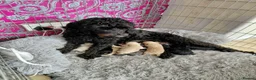 Cockapoo dogs for sale: 5* F2B Merle Cockapoo Puppies 🐶  - Advert 16