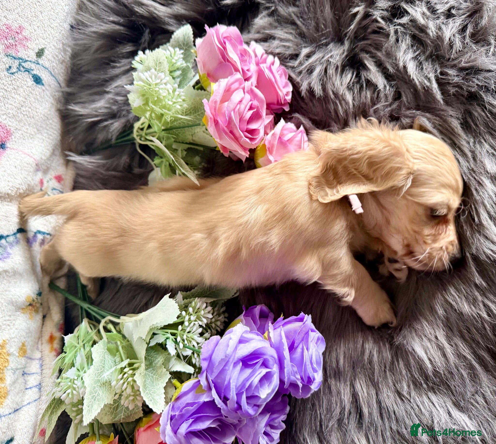 Miniature Dachshund dogs Beautiful kc cream long haired mini daxies - Advert 2