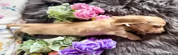 Miniature Dachshund dogs for sale: Beautiful kc cream long haired mini daxies - Advert 2