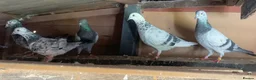 Pigeons birds for sale: RACING PIGEONS - Advert 3