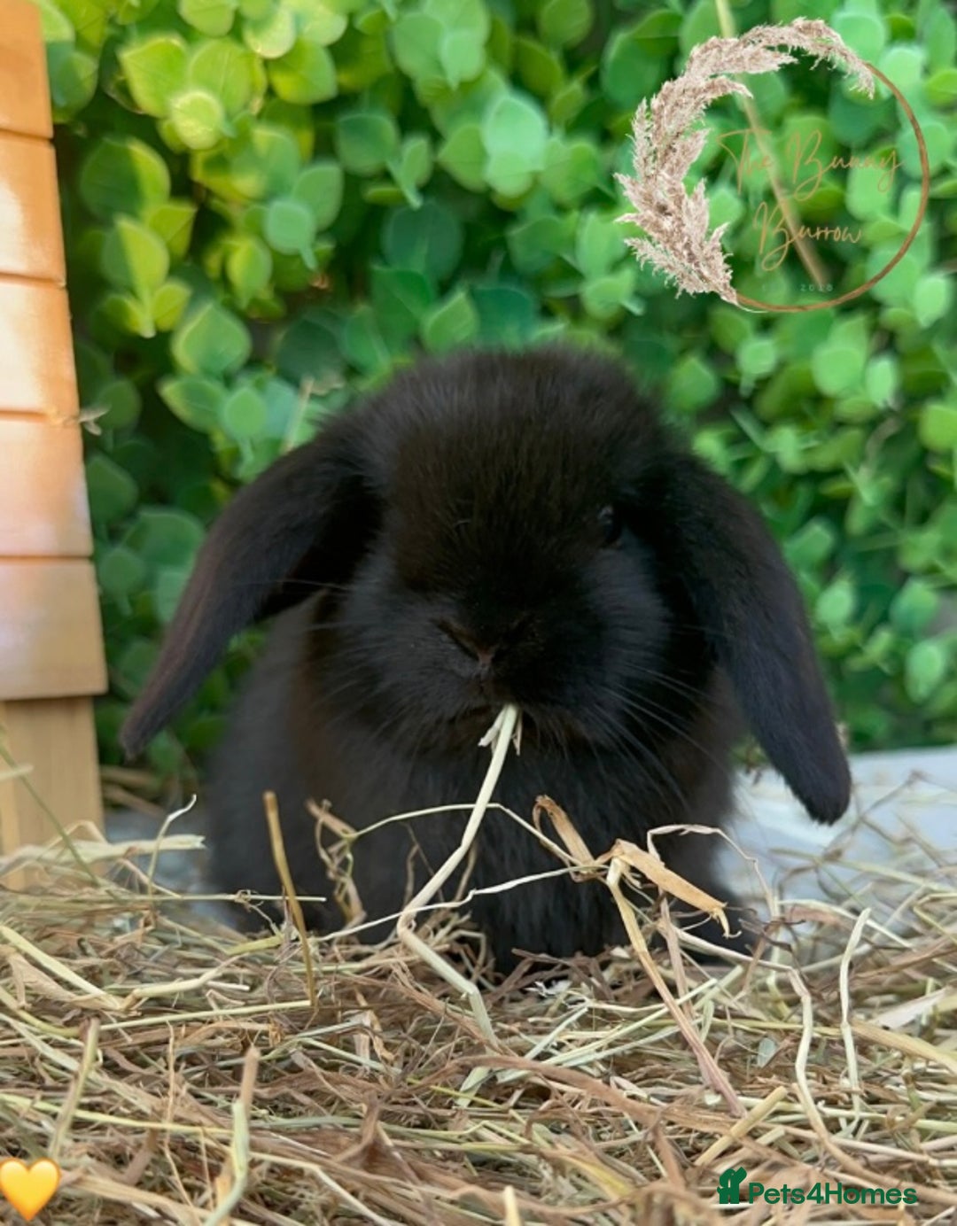 Mini Lop rabbits for sale: Gorgeous Pure Bred Mini Lops - Image 7