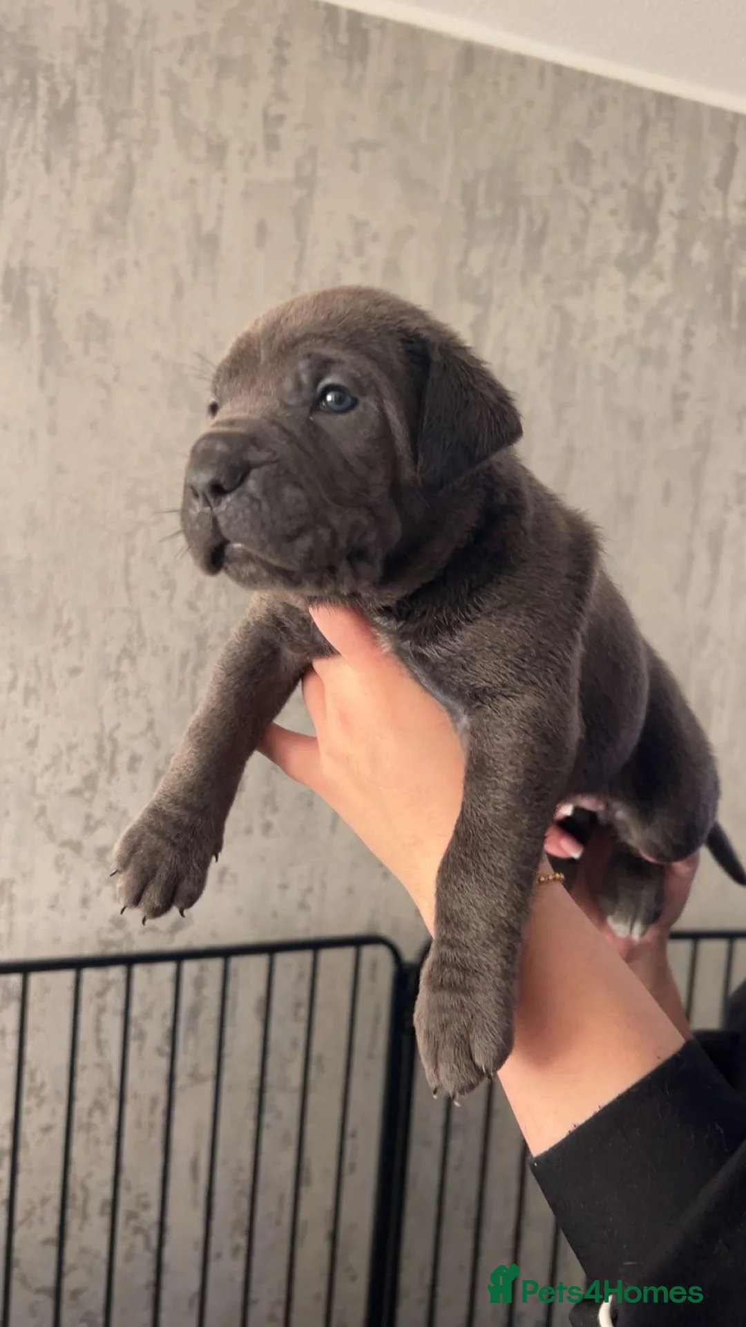 Cane Corso dogs for sale: Pure Blue Cane Corso puppies for sale - Advert 9