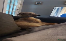 Lurcher dogs for stud: Dog for stud - Image 4