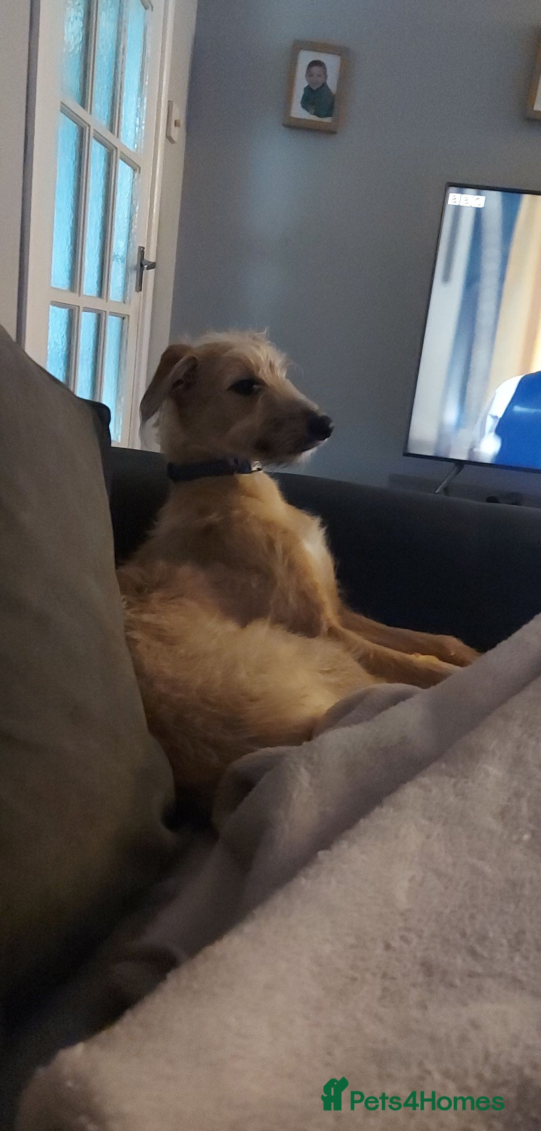 Lurcher dogs for stud: Dog for stud - Image 4