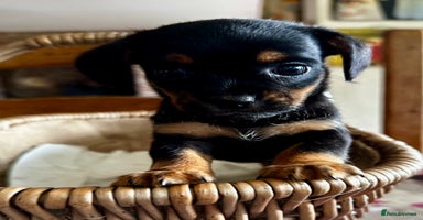 Yorkiepoo dogs Yorkiepoo puppies with a touch of chihuahua  - Advert 10