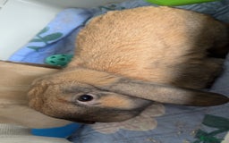Mini Lop rabbits for sale: Mini lop male  - Image 4