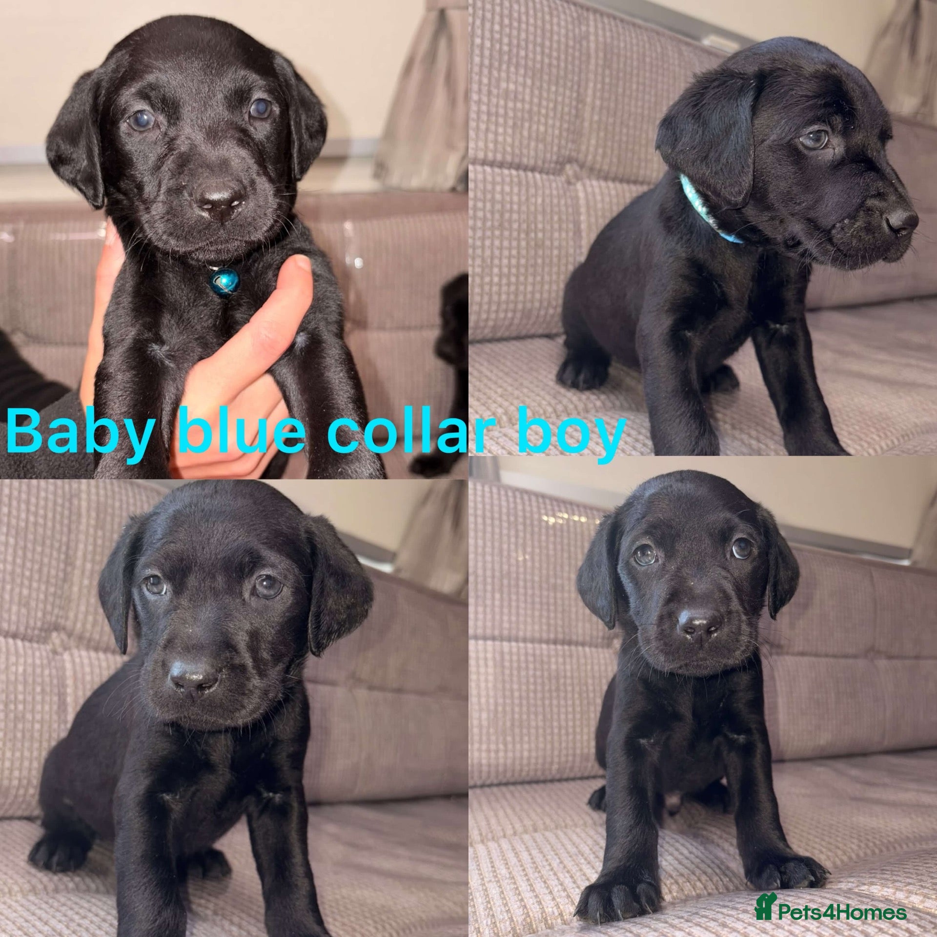 Labrador Retriever dogs for sale: ⭐️KC Registered Labrador Retrievers⭐️ - Advert 2
