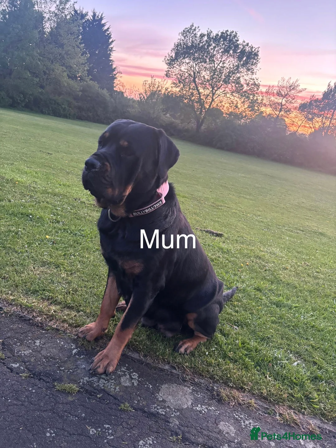 Rottweiler dogs for sale: 6 beautiful Rottweiler puppies - Advert 2