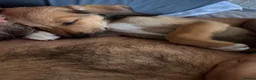 Mixed Breed dogs for sale: Bedlington whippet  - Advert 2
