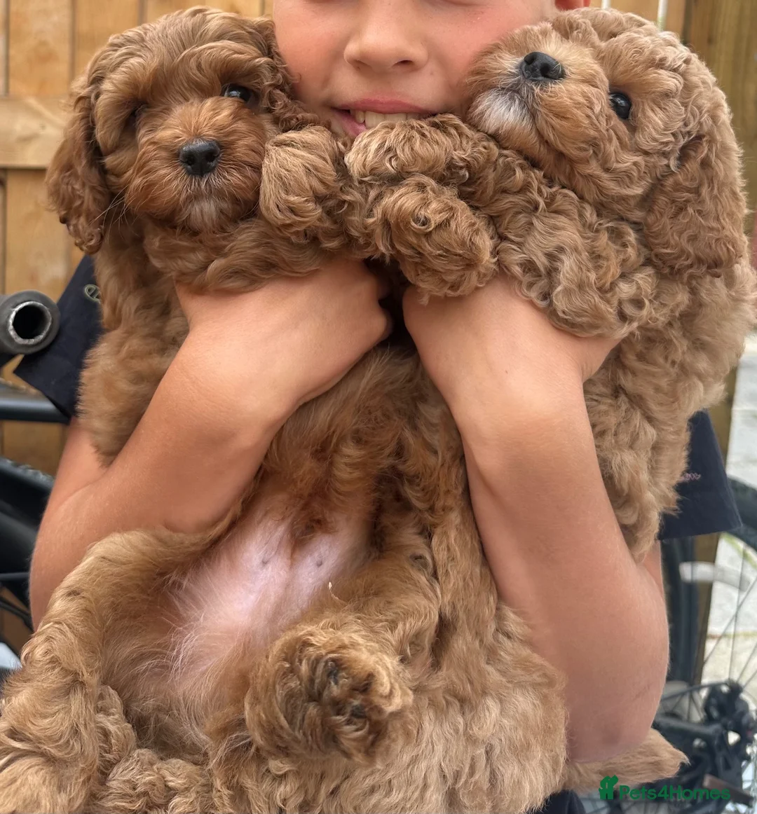Cockapoo dogs for sale: Adorable puppies for Reservation - Advert 1