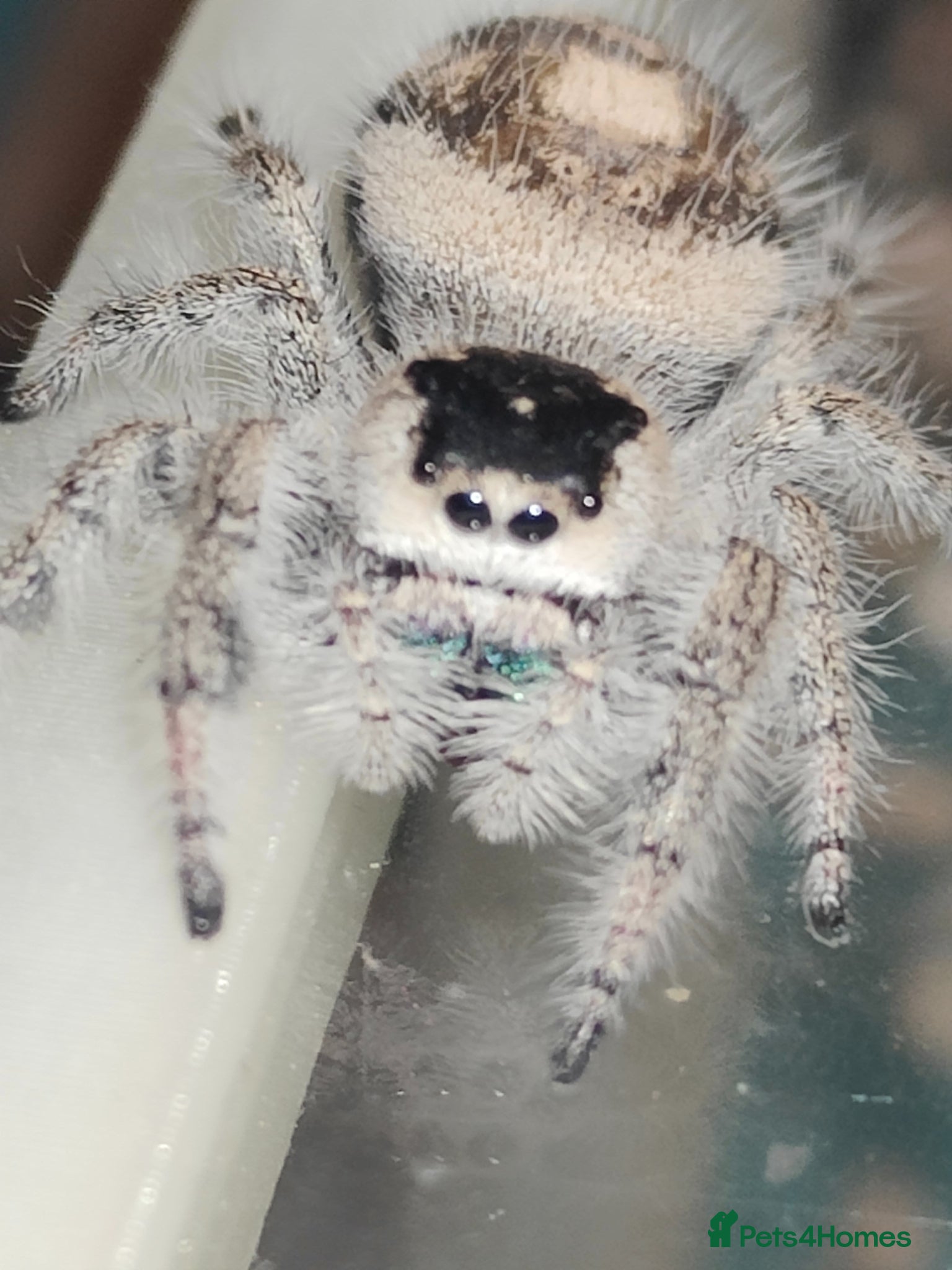 Spiders invertebrates Jumping spiders/P.regius Bahamas White/ - Advert 17