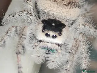 Spiders invertebrates Jumping spiders/P.regius Bahamas White/ - Advert 17