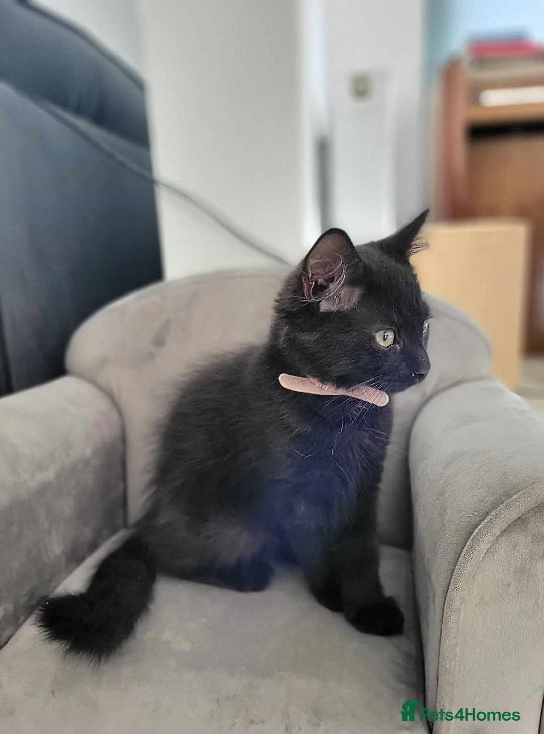 Maine Coon cats for sale: 1 Gorgeous girl left from litter of Maine Coon x  - Advert 2