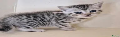 Bengal Kitten 2