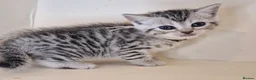 Bengal cats for sale: Bengal X British shorthair - Advert 2