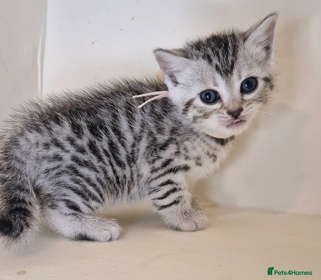 Bengal cats for sale: Bengal X British shorthair - Advert 2