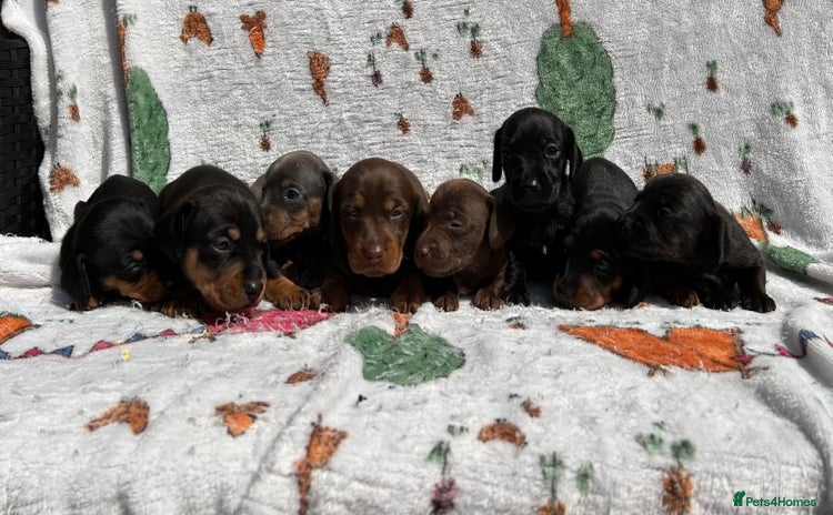Miniature Dachshund dogs - Advert 10