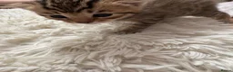 Mixed Breed cats for sale: Beautiful tabby kittens  in Hessle - Advert 6
