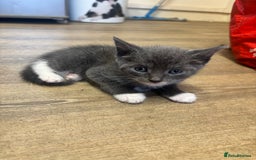 Mixed Breed cats for sale: Adorable Male Kittens Ready to Reserve - Image 2