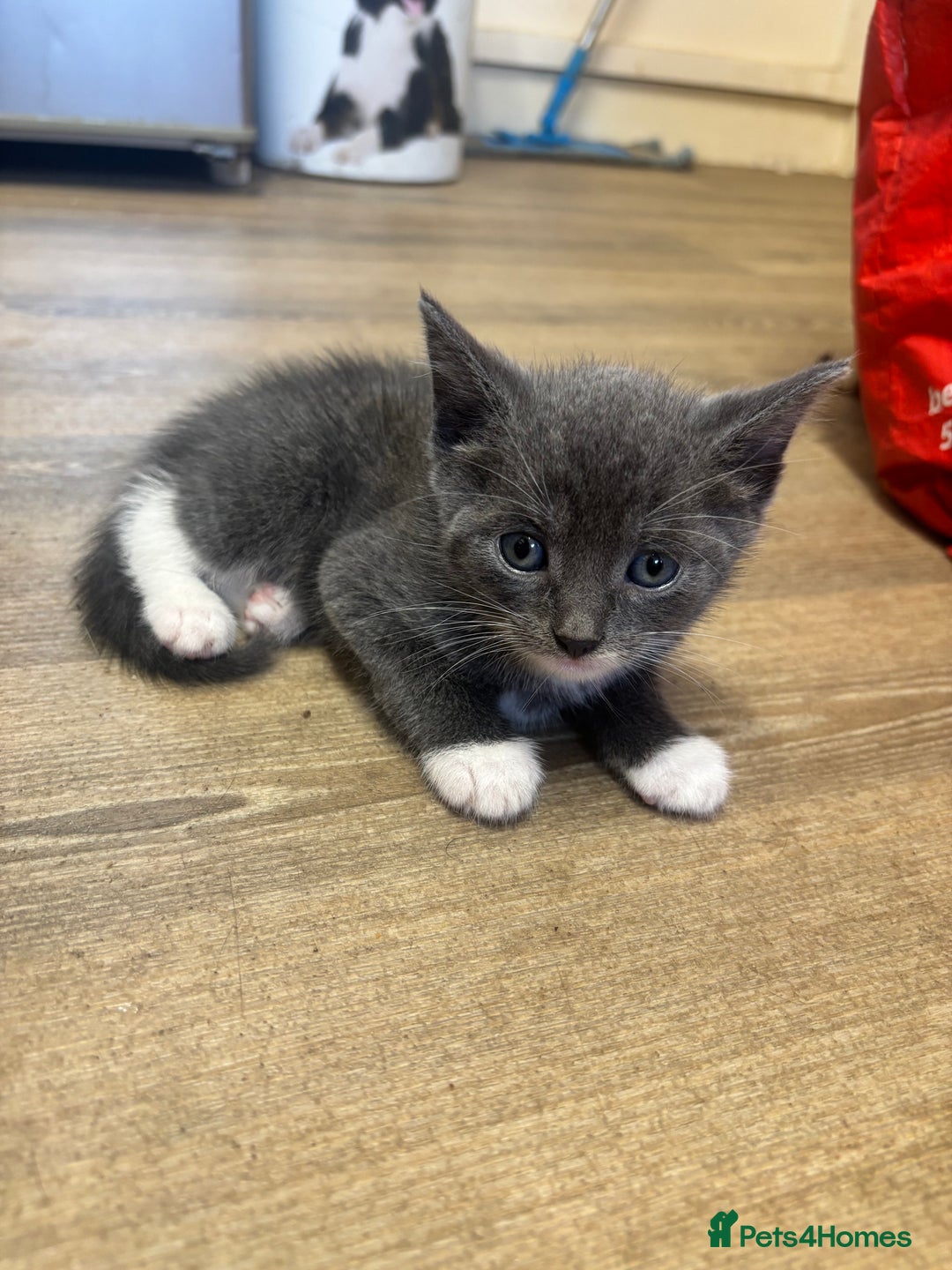 Mixed Breed cats for sale: Adorable Male Kittens Ready to Reserve - Image 2