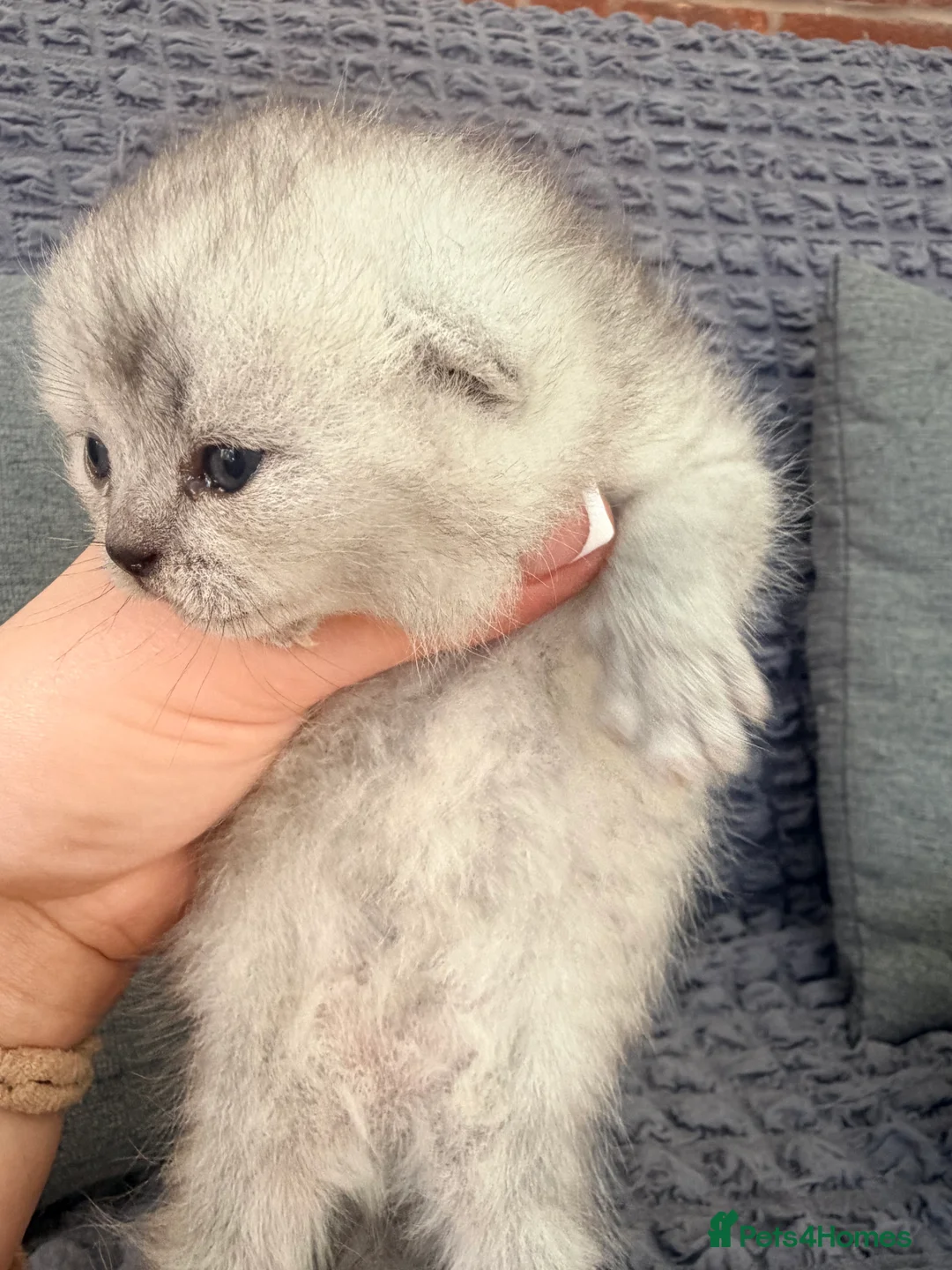 Scottish Fold cats for sale: Scottish fold❤️❤️❤️❤️ - Advert 6