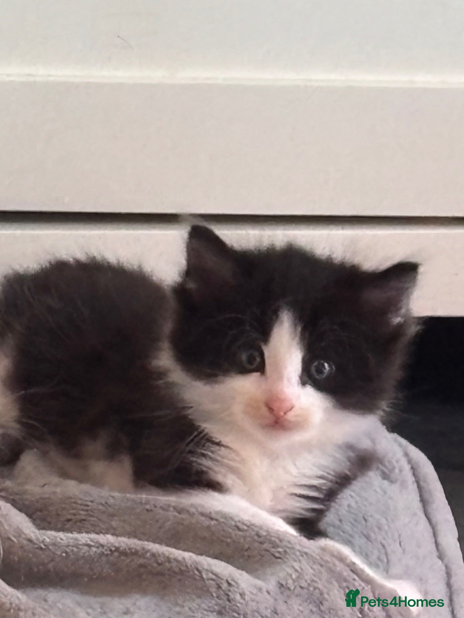 Mixed Breed cats 4 beautiful, well socialised kittens - Advert 1