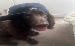 Cocker Spaniel dogs for sale: Beautiful cocker spaniel needs a new home  - Advert 5