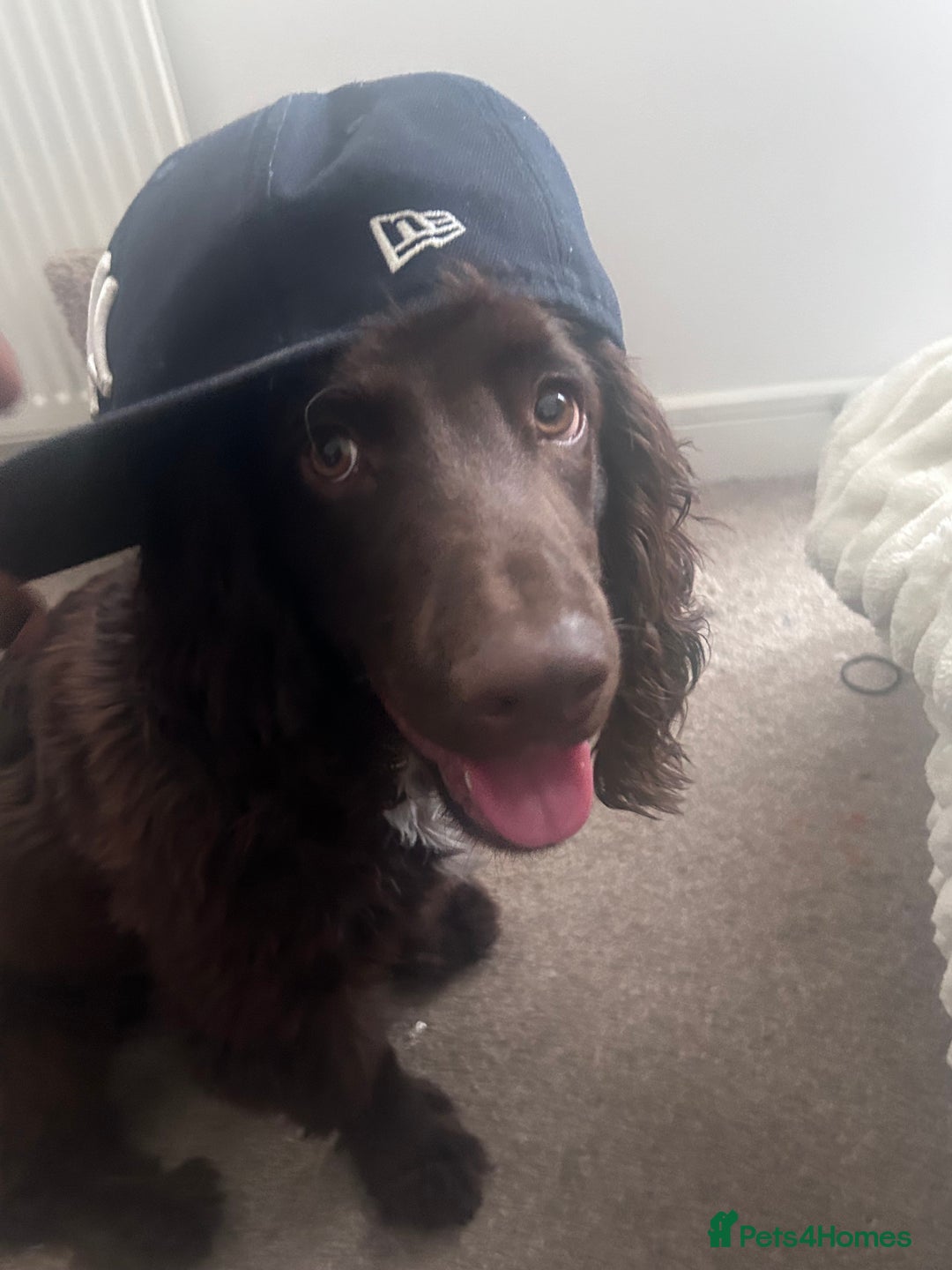 Cocker Spaniel dogs for sale: Beautiful cocker spaniel needs a new home  - Advert 5