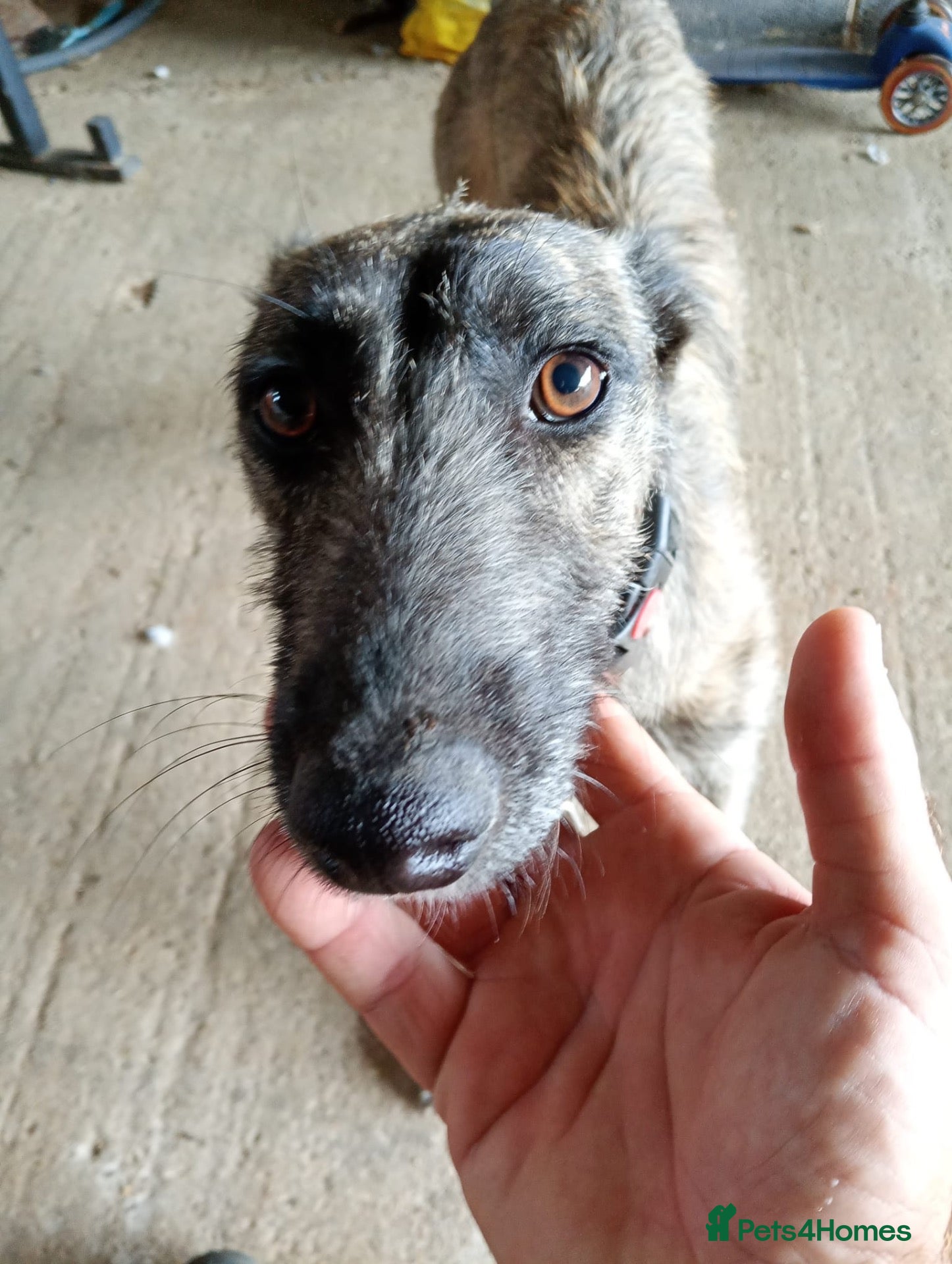 Lurcher dogs 14 month old lurcher - Advert 1