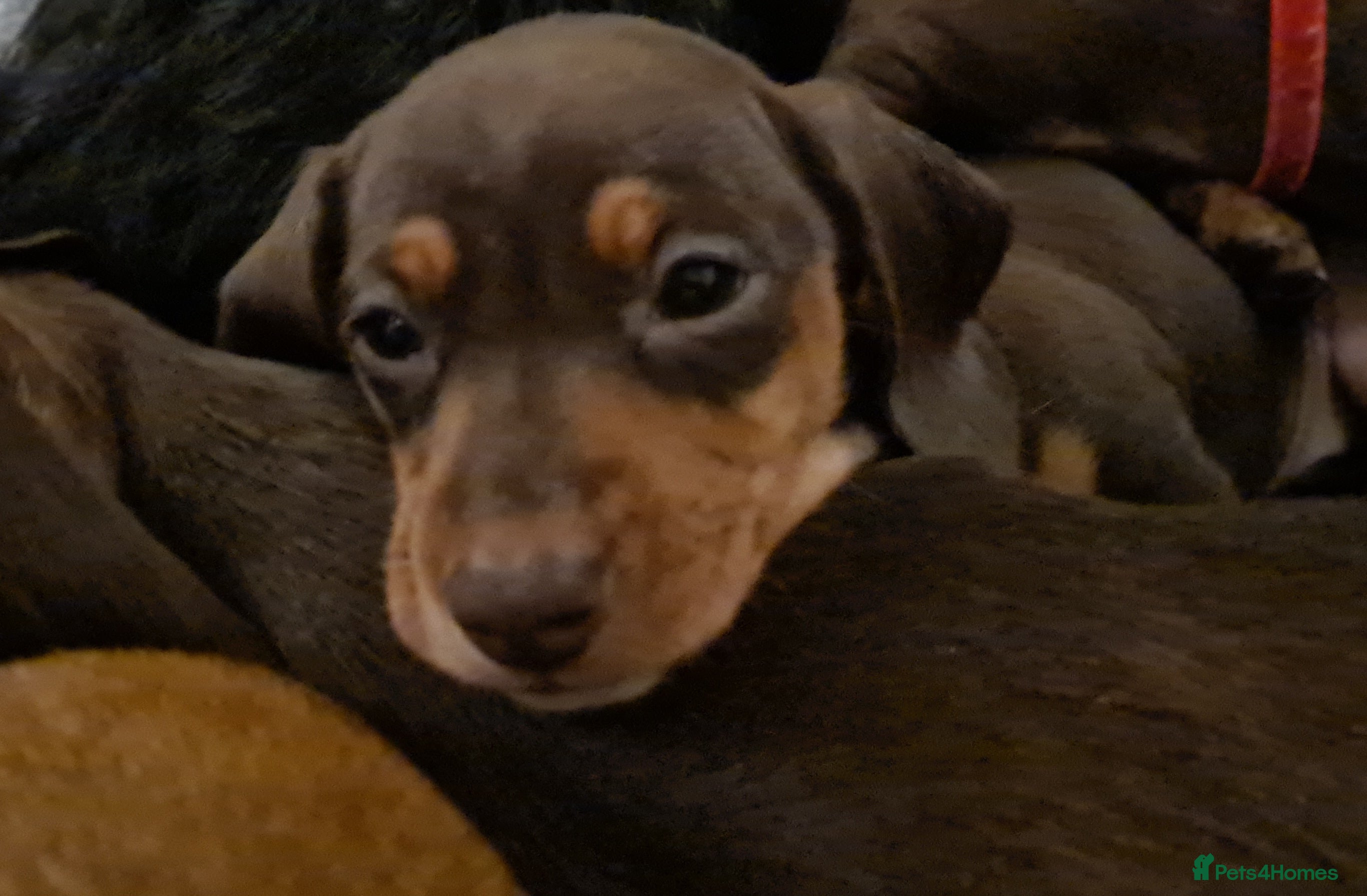 Miniature Dachshund dogs Kc pedigree miniature smooth coat daschunds - Advert 2