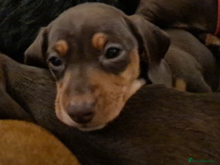 Miniature Dachshund dogs Kc pedigree miniature smooth coat daschunds - Advert 1